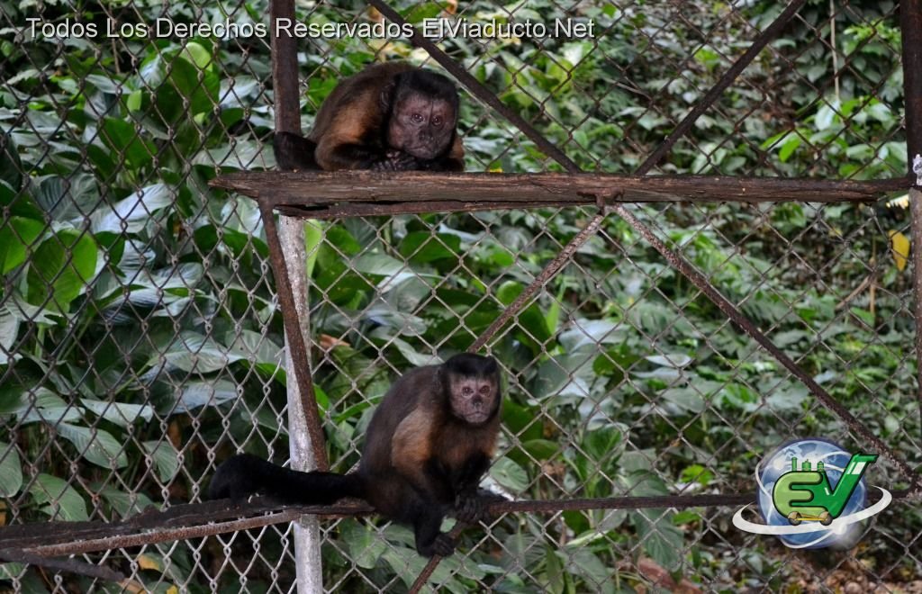 Monos araña del Zoologico Botanico de Moca